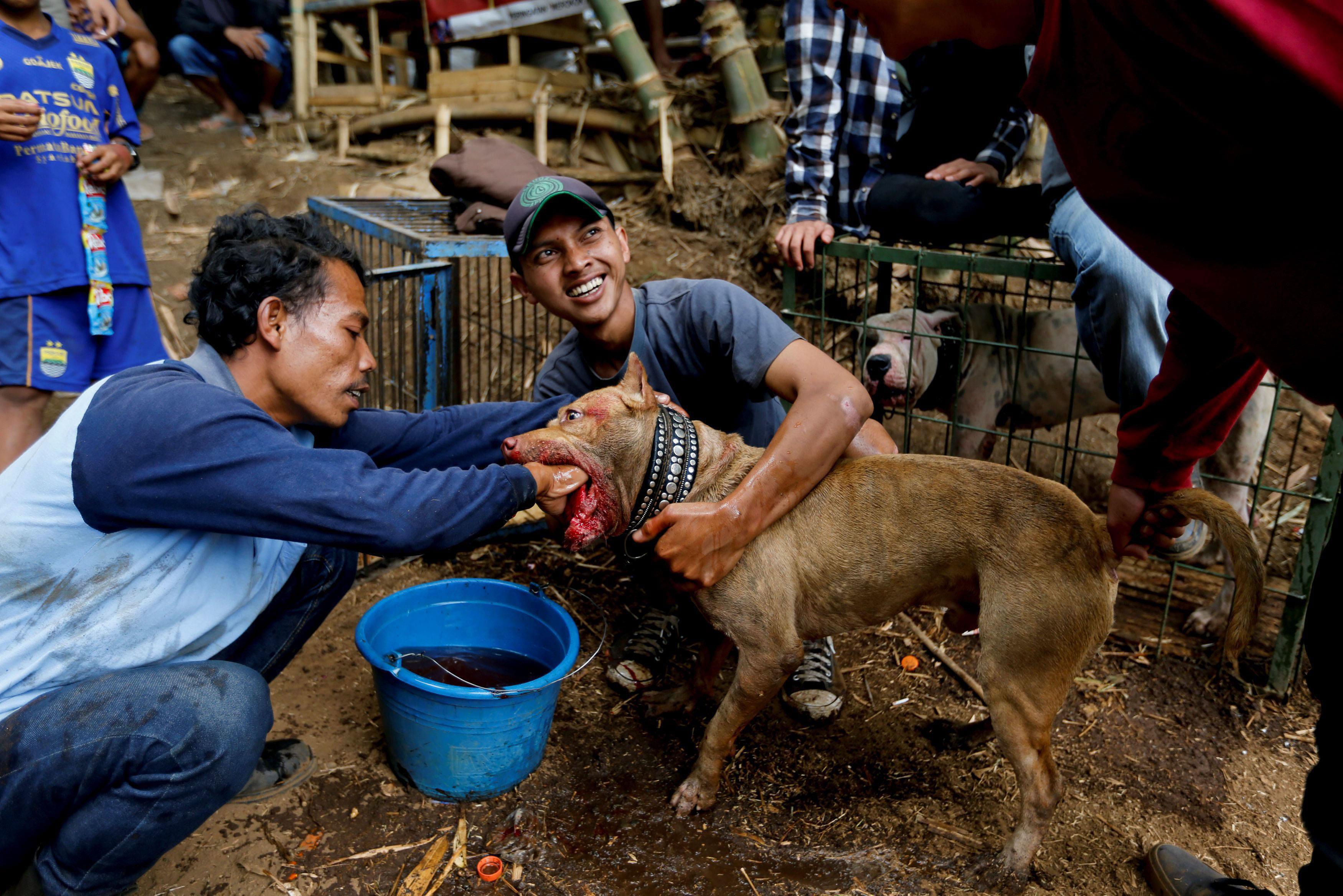 The Wider Image: Indonesian villages pit wild boars against dogs