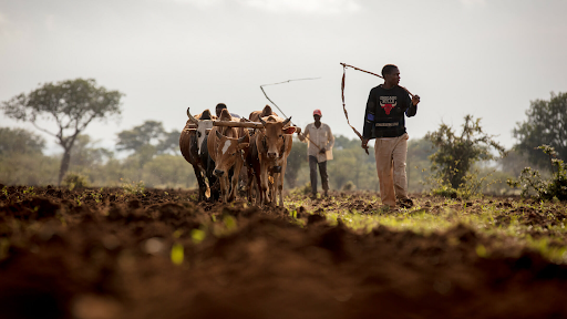 10 must see documentaries now streaming on Showmax