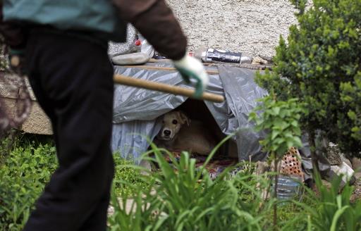 ROMANIA-STRAYS/