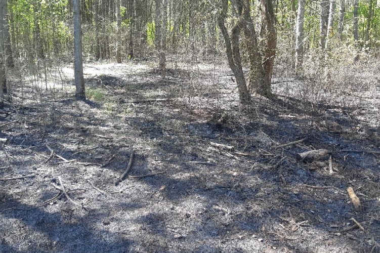 3000 négyzetméternyi erdőt gyújtott fel egy férfi Csongrád vármegyében