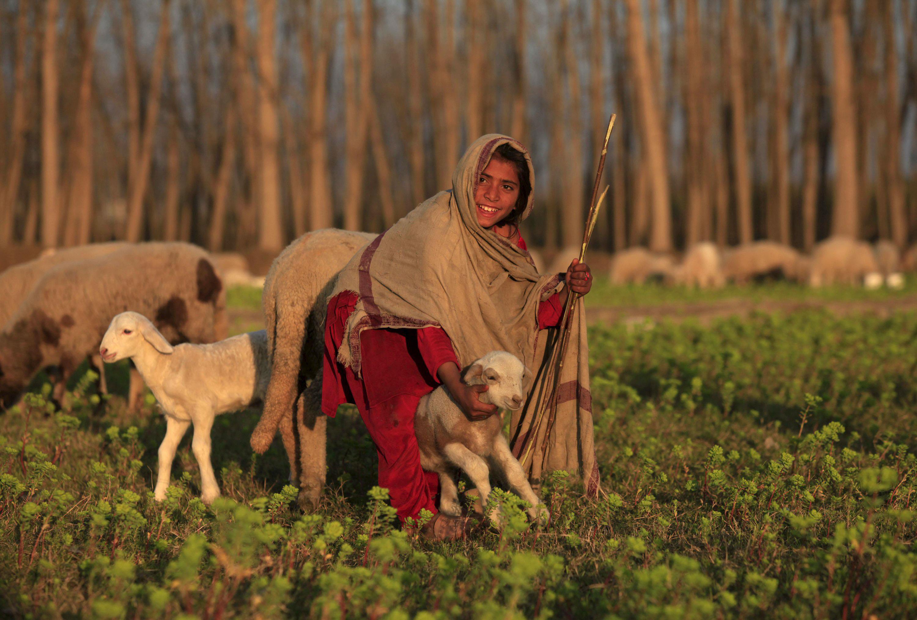 A girl reacts while holding a sheep at a field in Nowshera, Pakistan