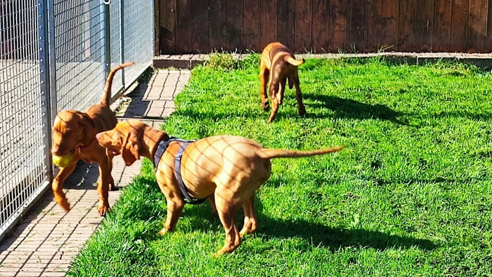 Drága a magyar vizsla nyugaton: még a menhelyekről is ellopják a fajtatiszta kutyákat