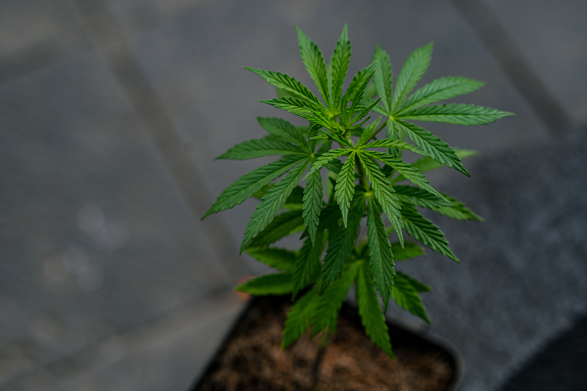 Kannabiszt termesztett a kertben a 71 éves nyugdíjas Ajkán - Blikk