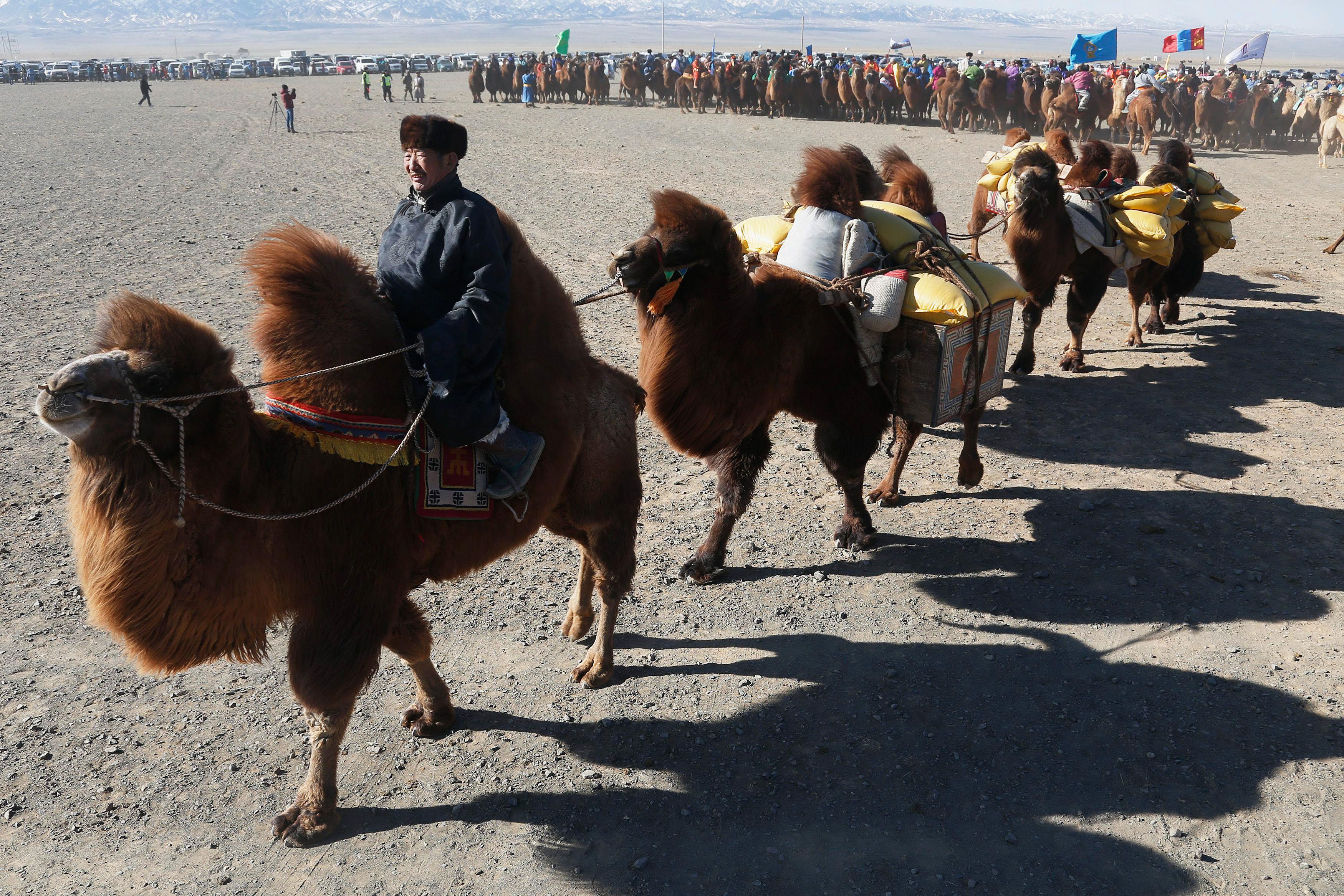 The Wider Image: Mongolia's camel festival
