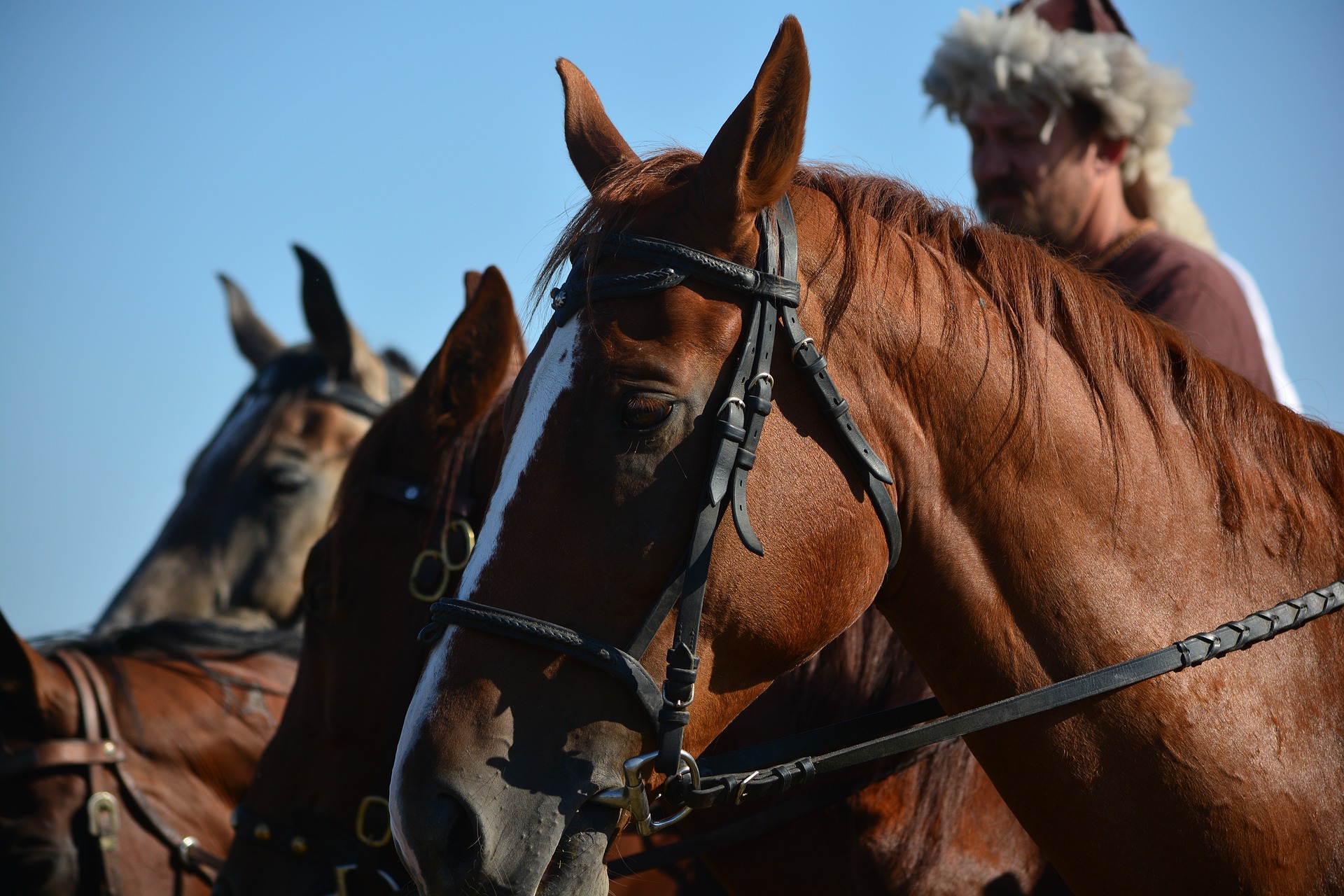 A legfrissebb kutatások szerint Magyarország területén jelentek meg a világ első lovasai
