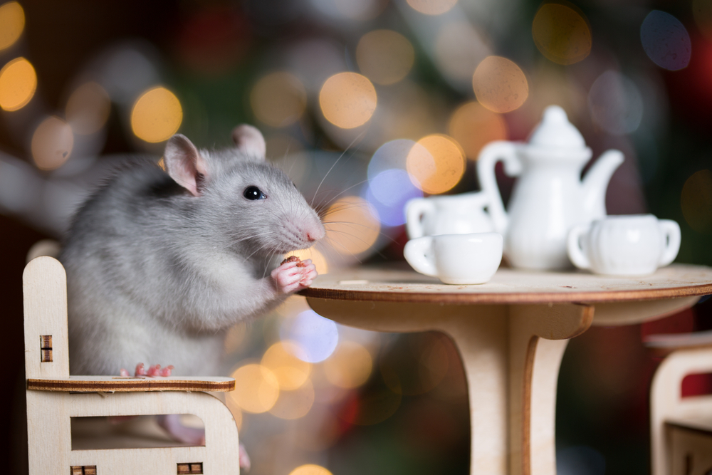 Egérinvázió: ezeket a betegségeket patkányok és egerek terjesztik |  EgészségKalauz