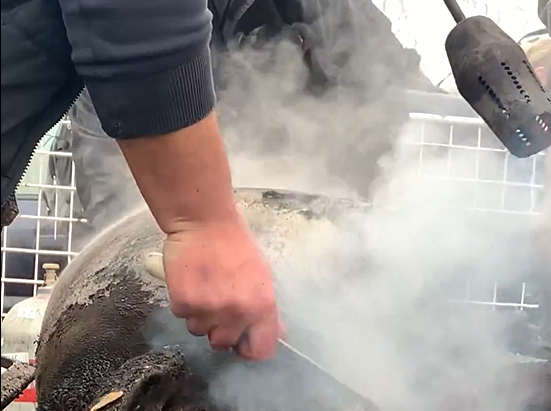 Jól bepálinkázva perzselték meg az élő disznót a böllérfesztiválon - A rendőrség nyomoz, a szervezők a hatósági ellenőrre mutogatnak