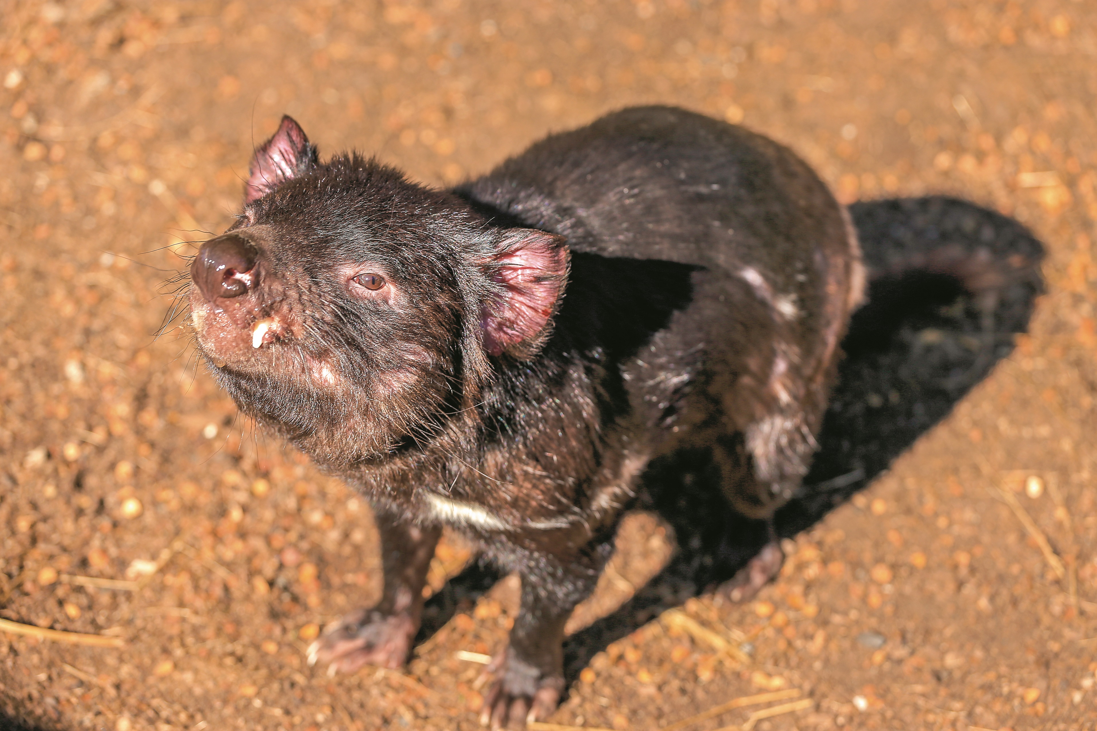 Diabeł tasmańskI z ośrodka dla zagrożonych zwierząt w Cradle Mountain