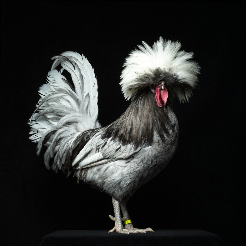 Robby Cyron, cykl Gallus / materiały prasowe