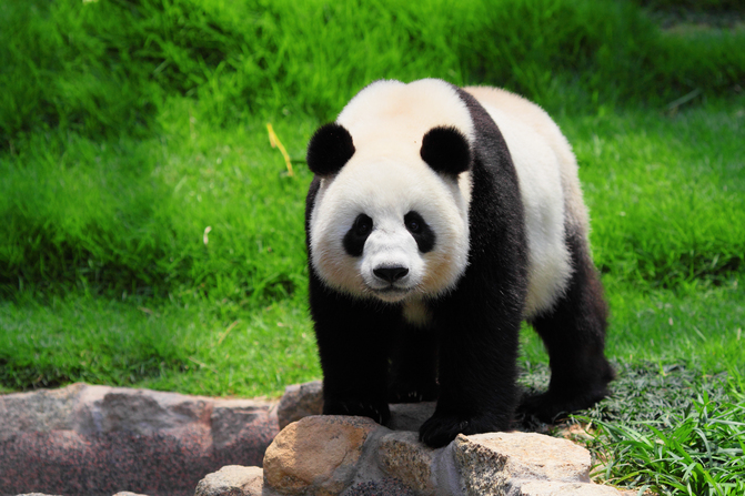 A valódi Kung Fu Panda: cuki állatnak hitte, de jól ráfaragott az  állatkerti látogató - Videó - Blikk