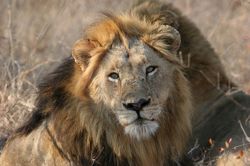 14 Year Old Eaten By Lion While Guarding Family Crops