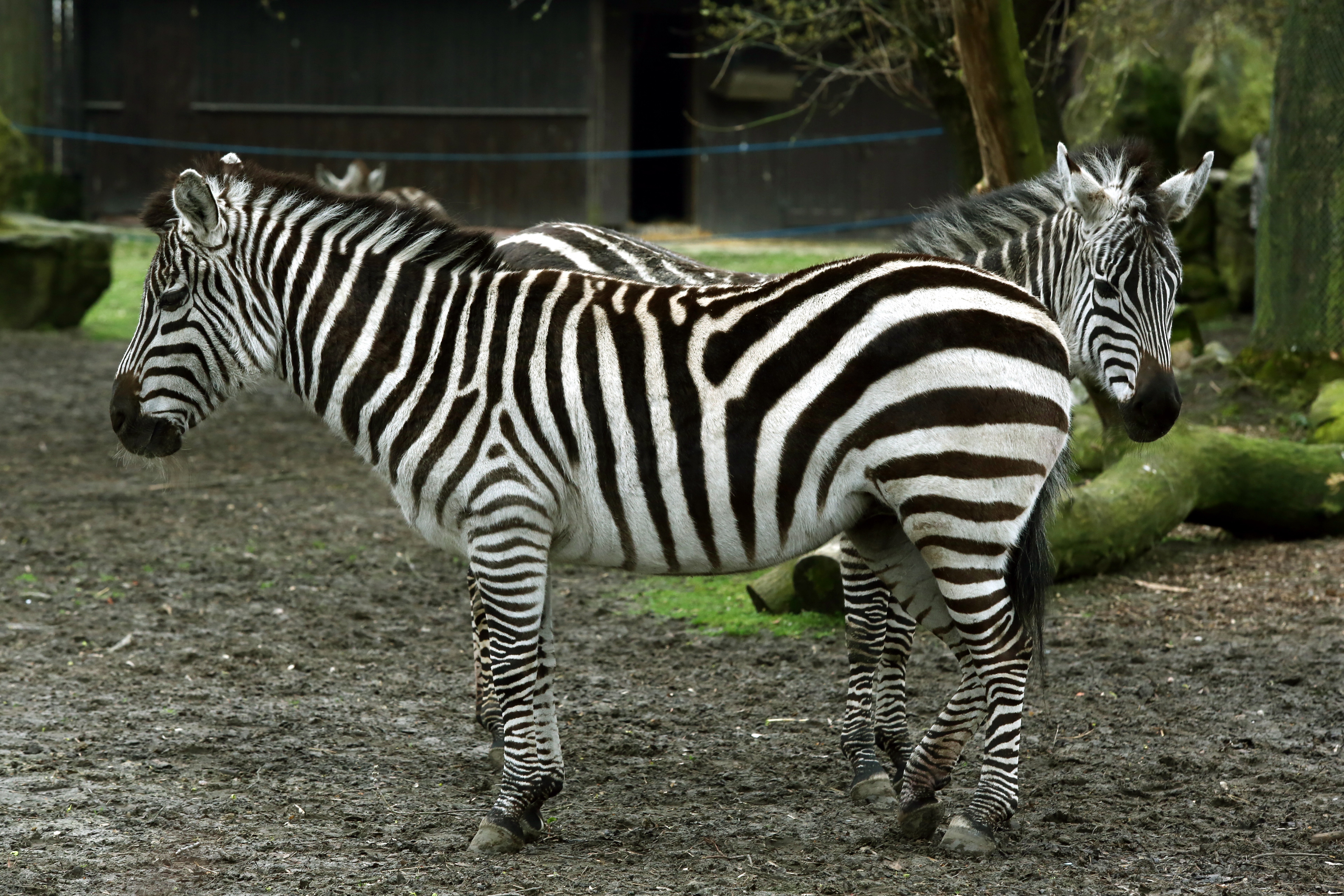 Wiosna w warszawskim ZOO