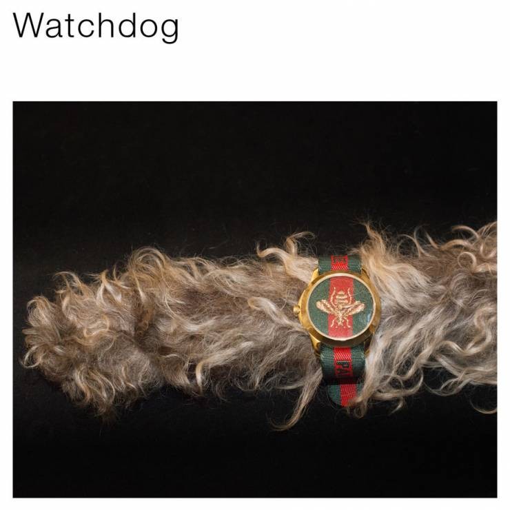 Nietypowa kampania Gucci