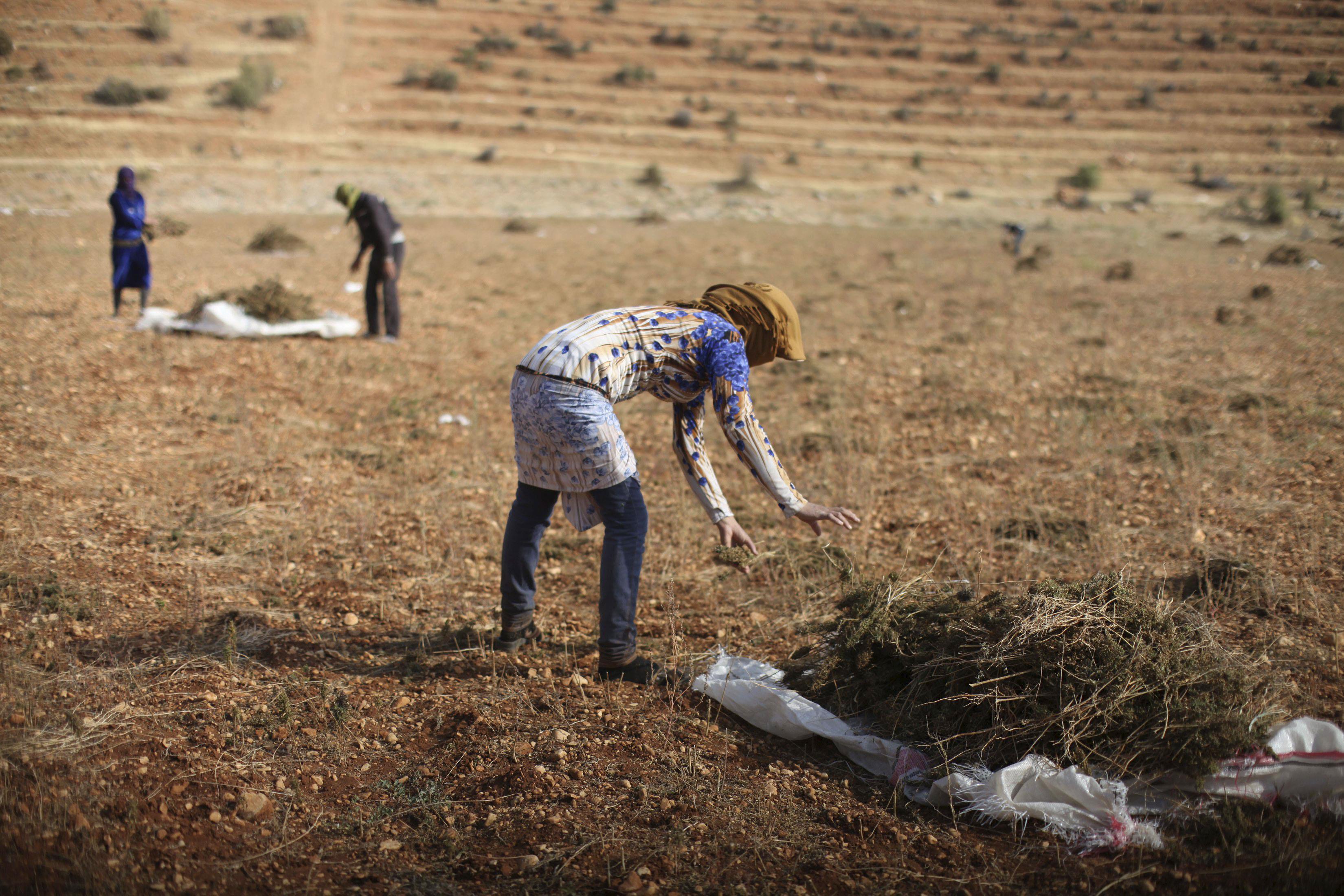 The Wider Image: Syrian refugees farm cannabis in Lebanon