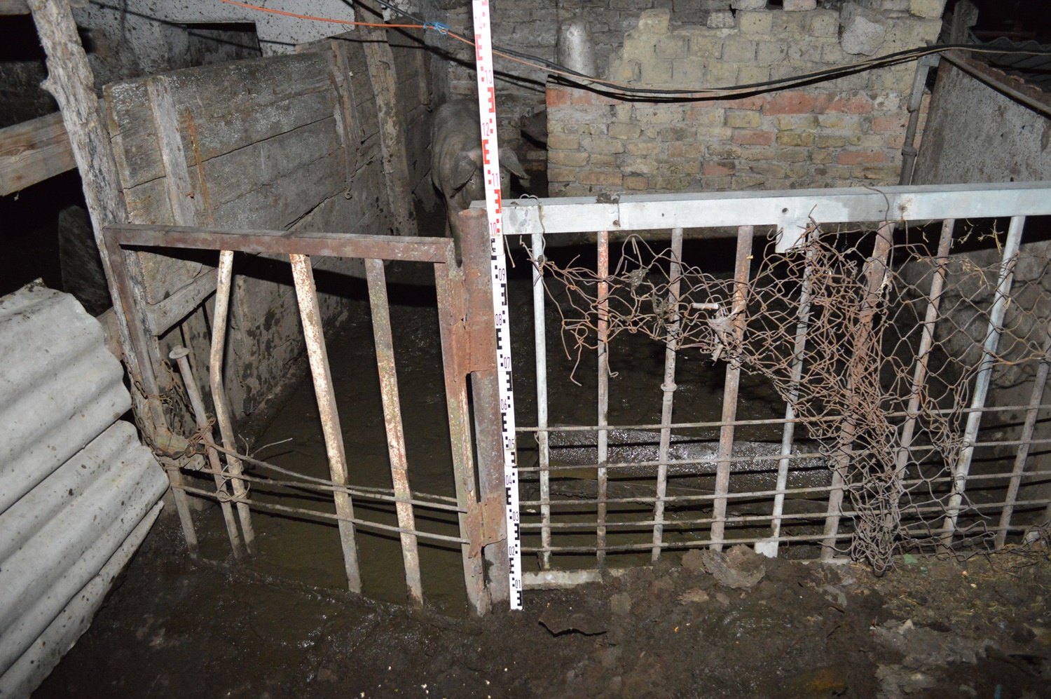 Hátba lőttek egy idős embert Kiskunfélegyházán, hogy ellophassák a disznóját – fotók