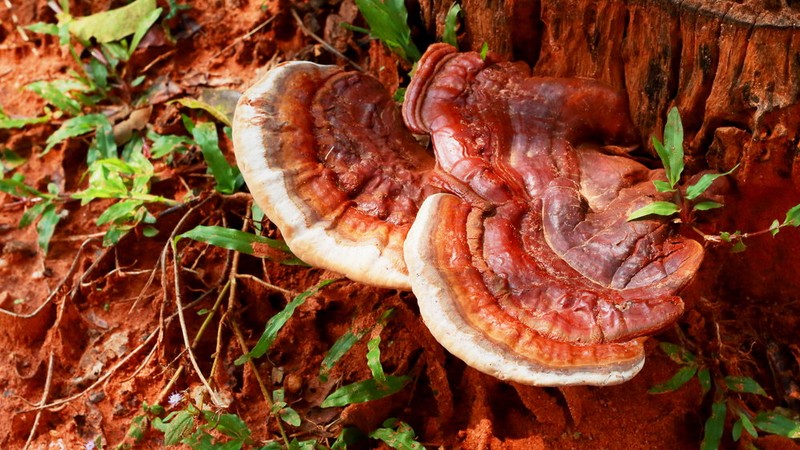 Ganoderma Lucidum