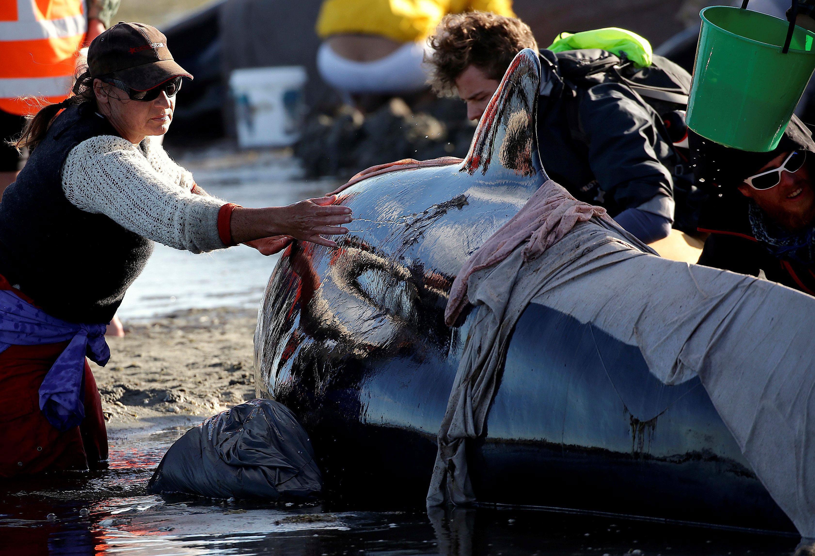 Volunteers attend to some of the hundreds of stranded pilot whales still alive after one of the coun