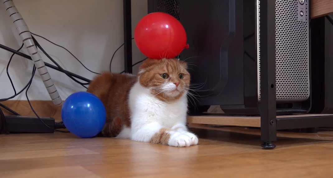 Napi cuki! Így reagálnak a macskák a statikus elektromosságra - Videó! -  Blikk