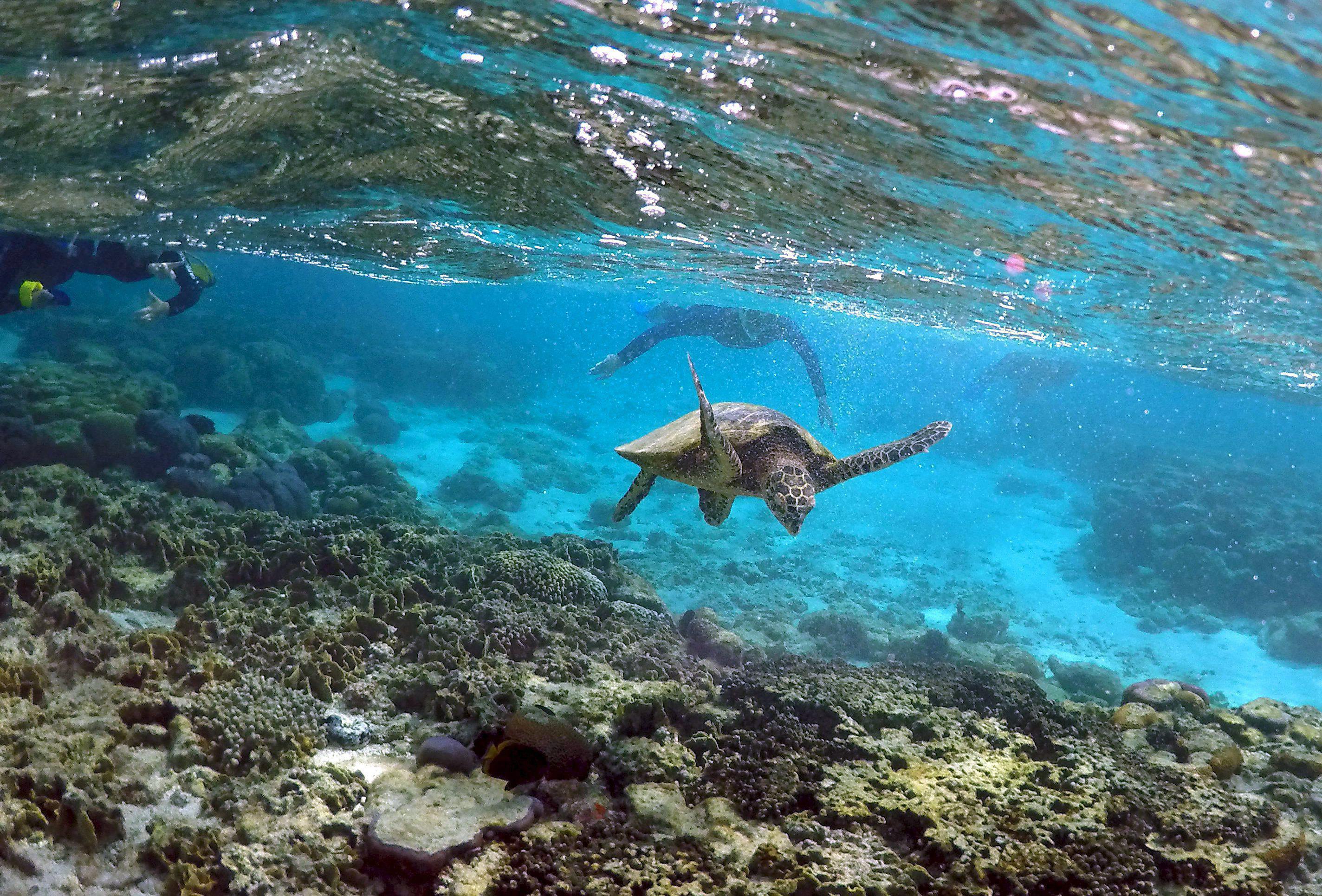 AUSTRALIA-REEF/WIDERIMAGE