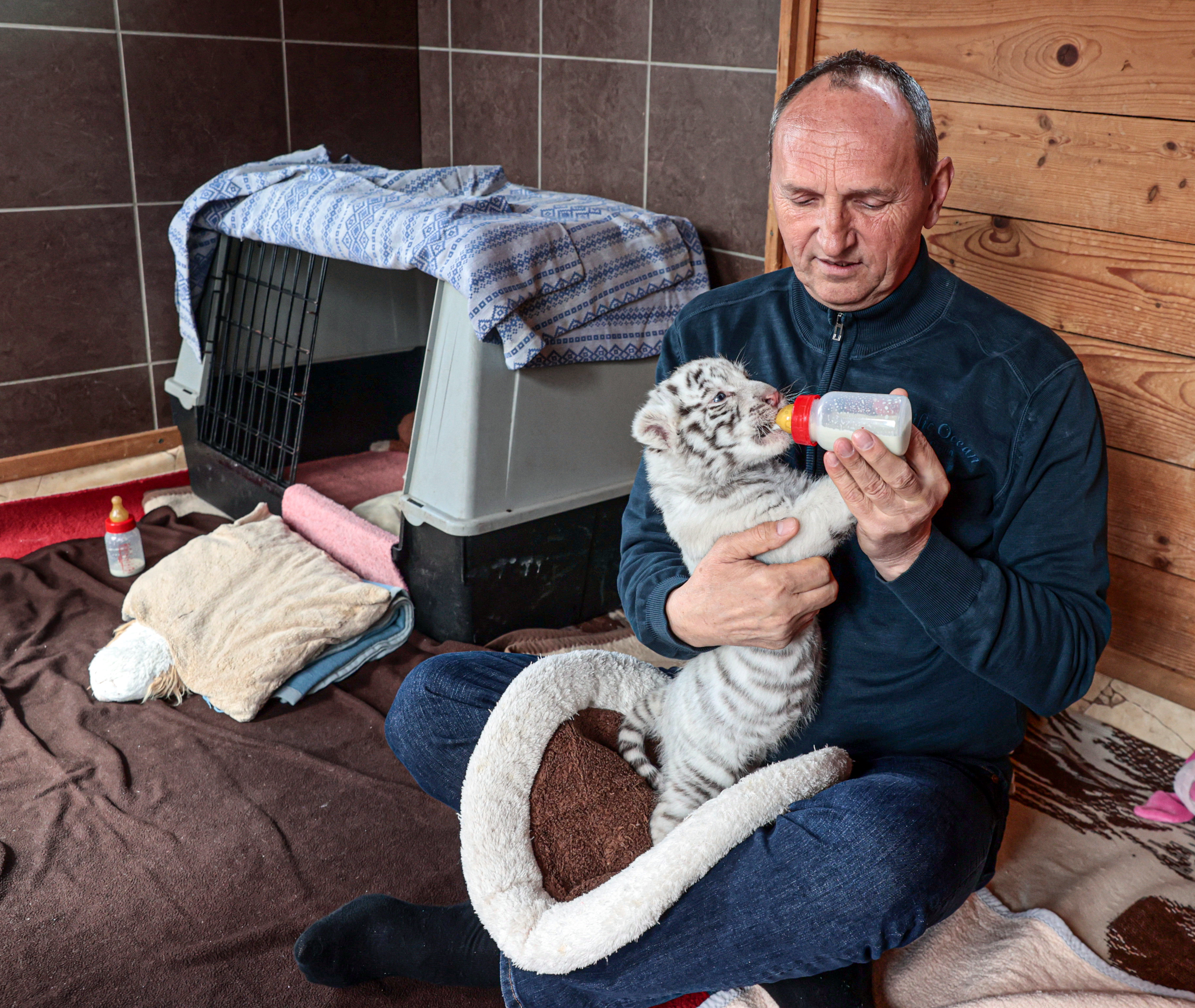 Háromból két kölykét eltaszította magától Shakira - Tibor gondozza a magukra hagyott fehér bengáli tigriskölyköket