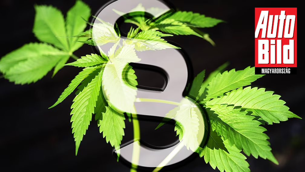 Legalizálják a kannabiszt Németországban - De mit jelent ez a közlekedésbiztonság szempontjából?