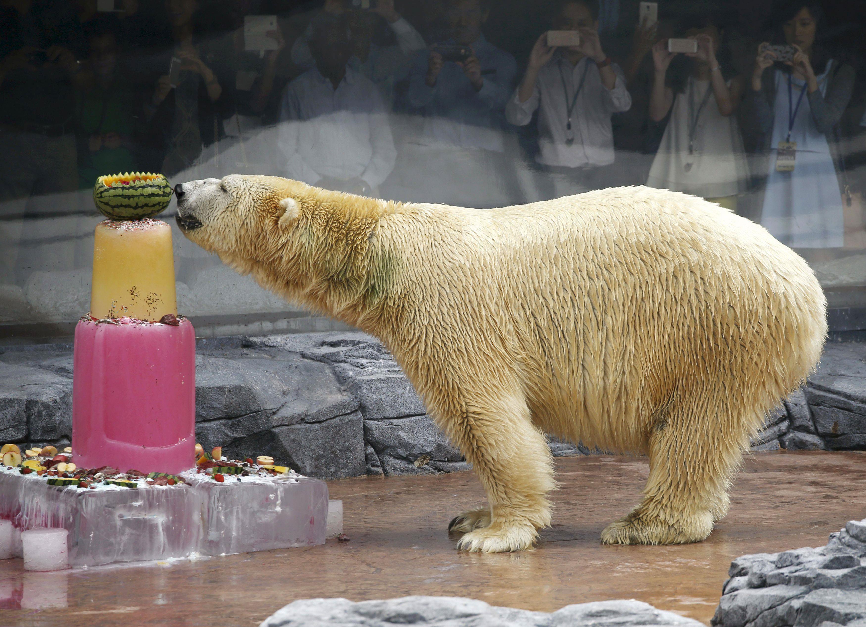 Inuka, the first polar bear born in the tropics, enjoys an ice cake during its 25th birthday celebra