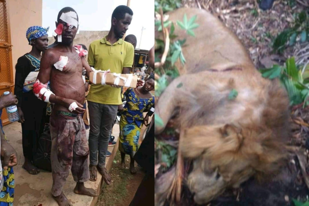 Ugandan ‘Sampson’ kills lion but with wounds (Pictures)