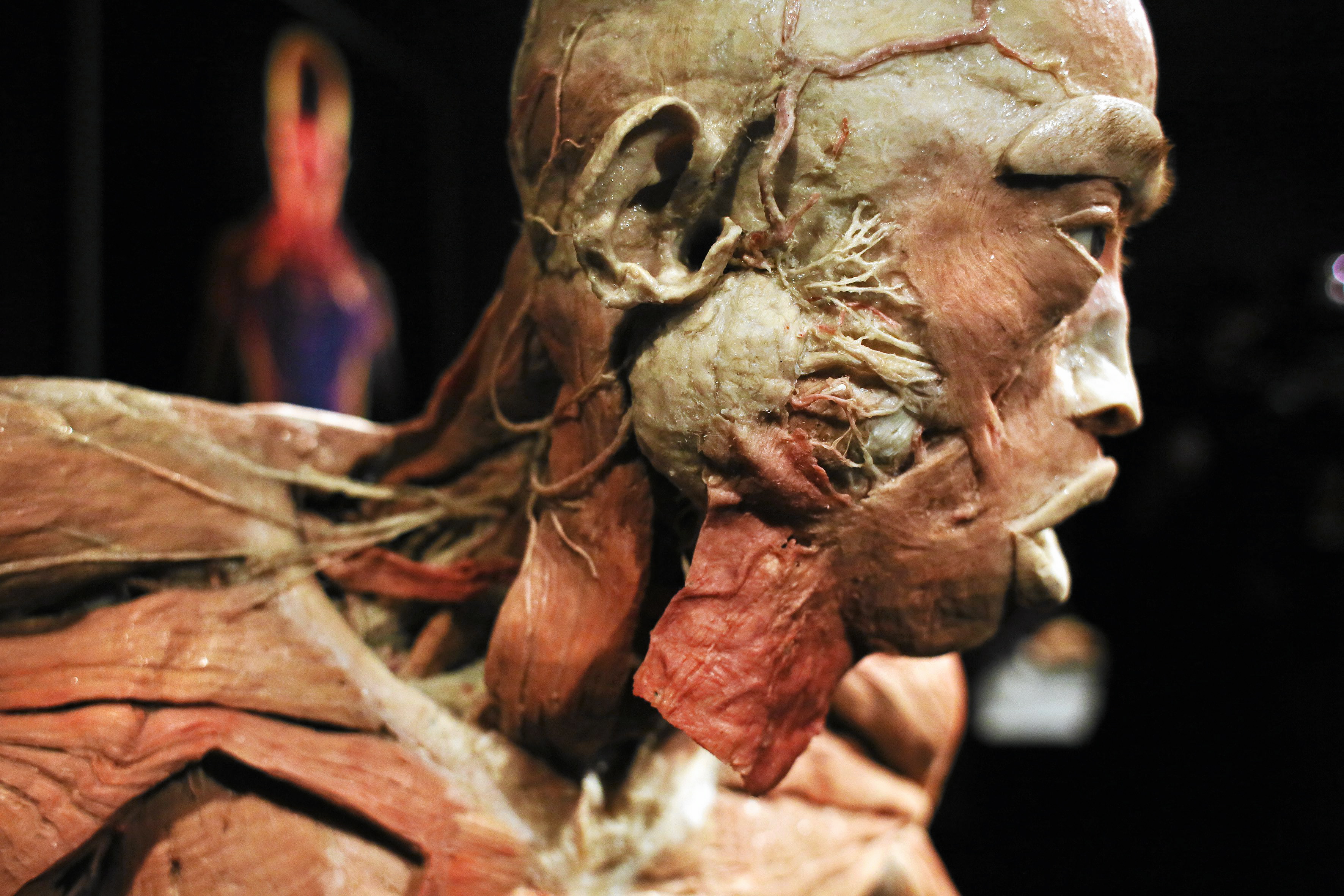 The Human Body