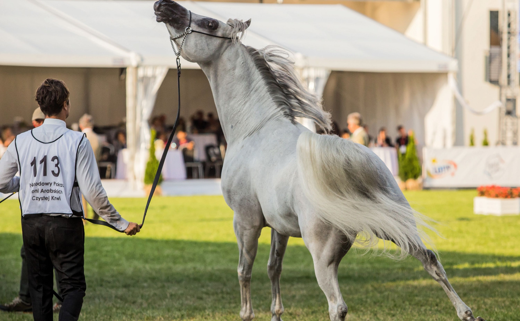 Rekordowa kwota na aukcji Pride of Poland padła w 2015 r. Wówczas za 1,4 mln euro sprzedana została 10-letnia siwa klacz Pepita, wyhodowana w janowskiej stadninie.