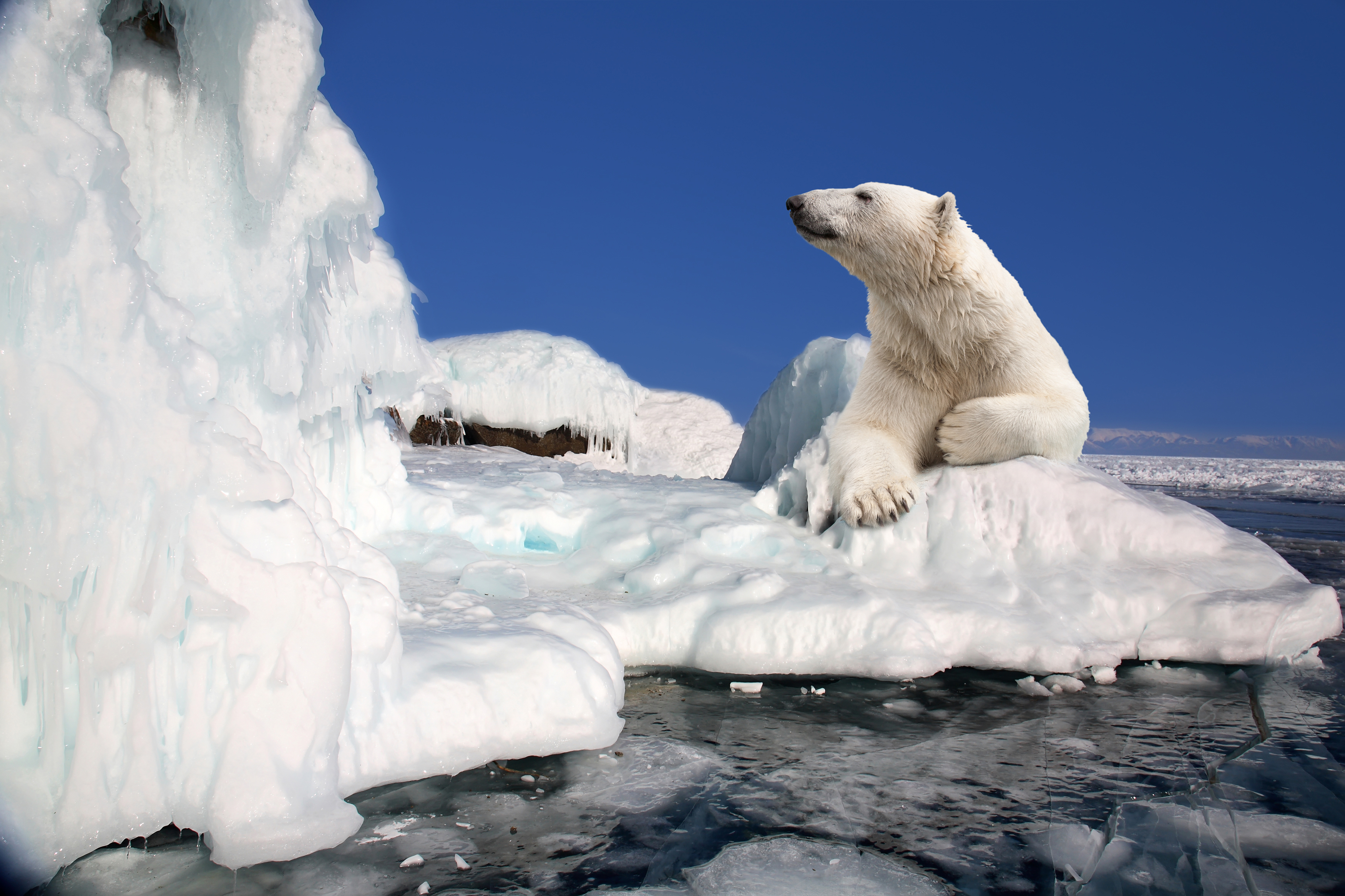 Riadó: Hamarosan kipusztulnak a jegesmedvék - Blikk