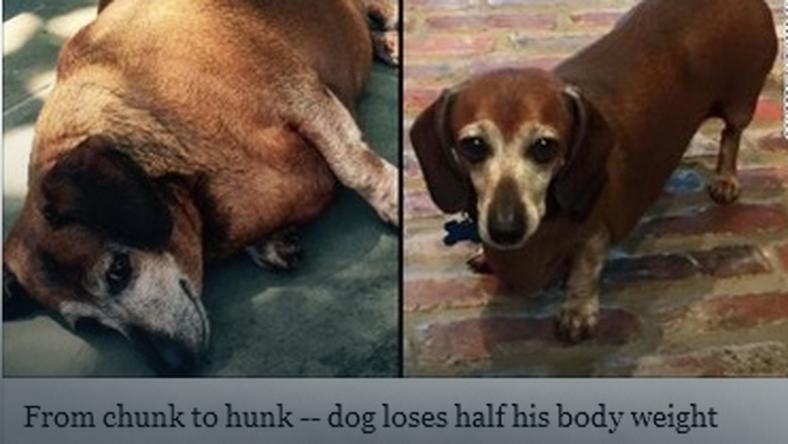 Thick dachshund named Vincent has lost weight & # x142;