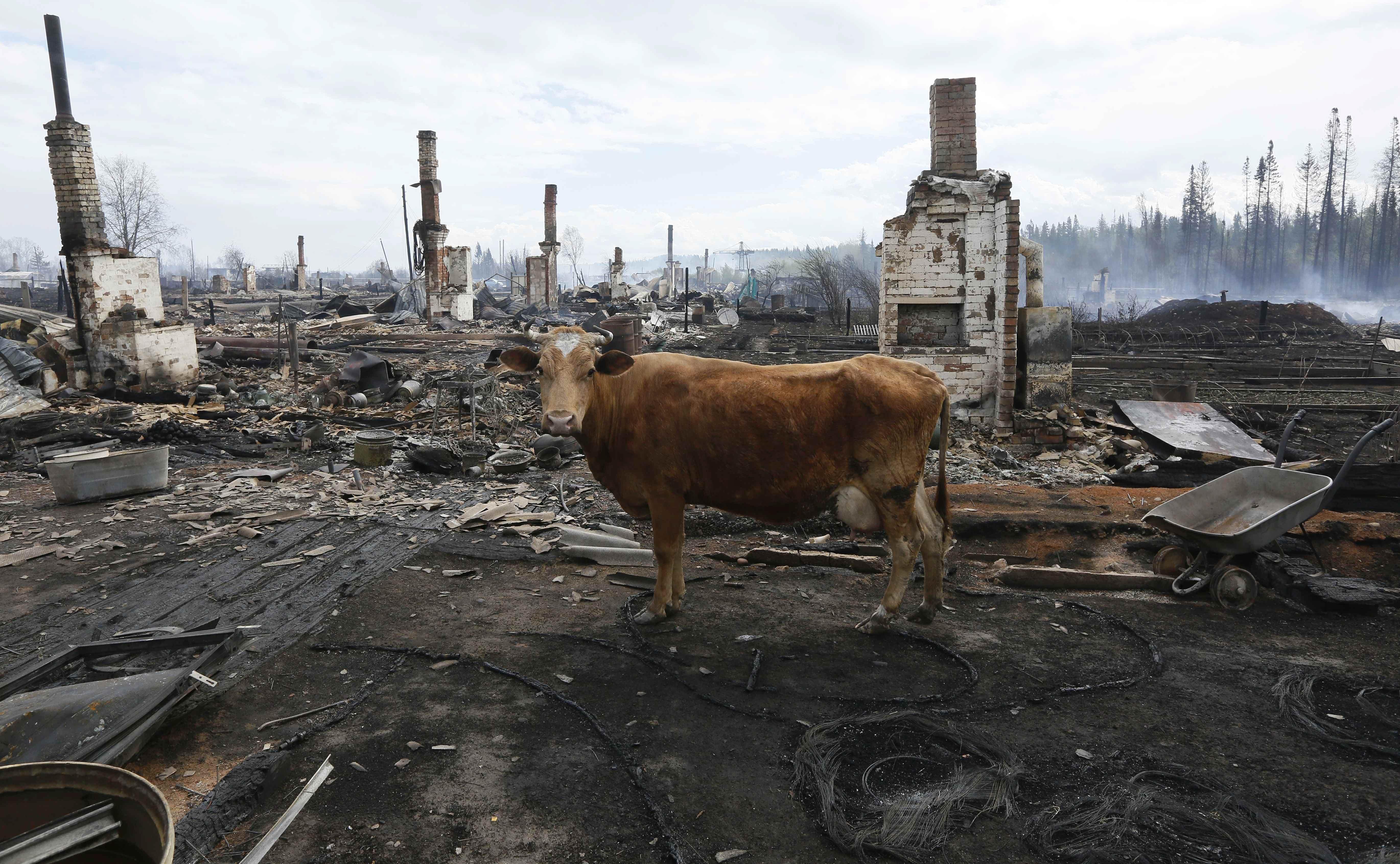 A cow stands amidst the debris of burnt houses after recent wildfires in Krasnoyarsk region