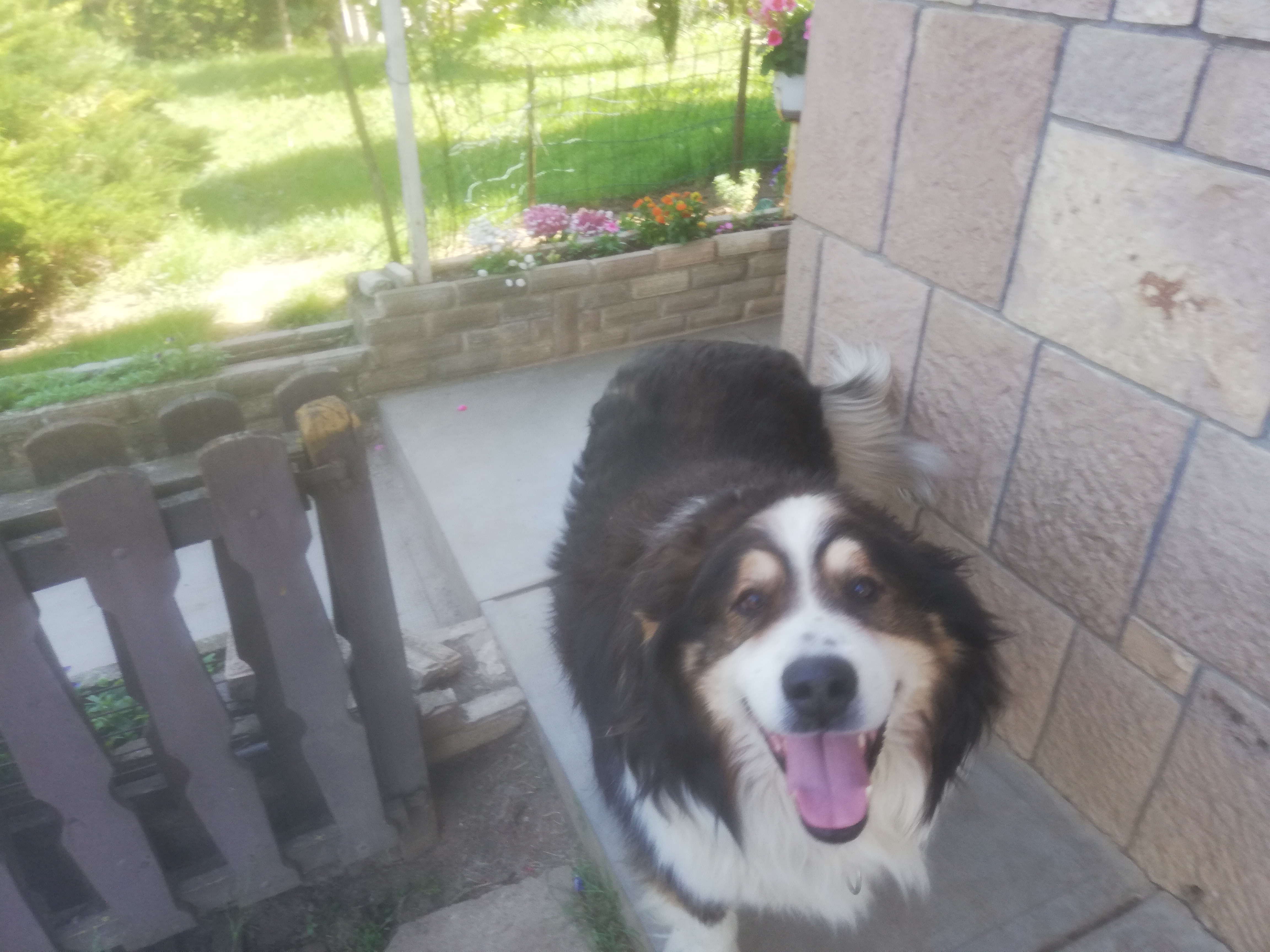 Tűzoltó verte agyon Boriszt, a berni pásztort: megszólalt a kutya gazdája