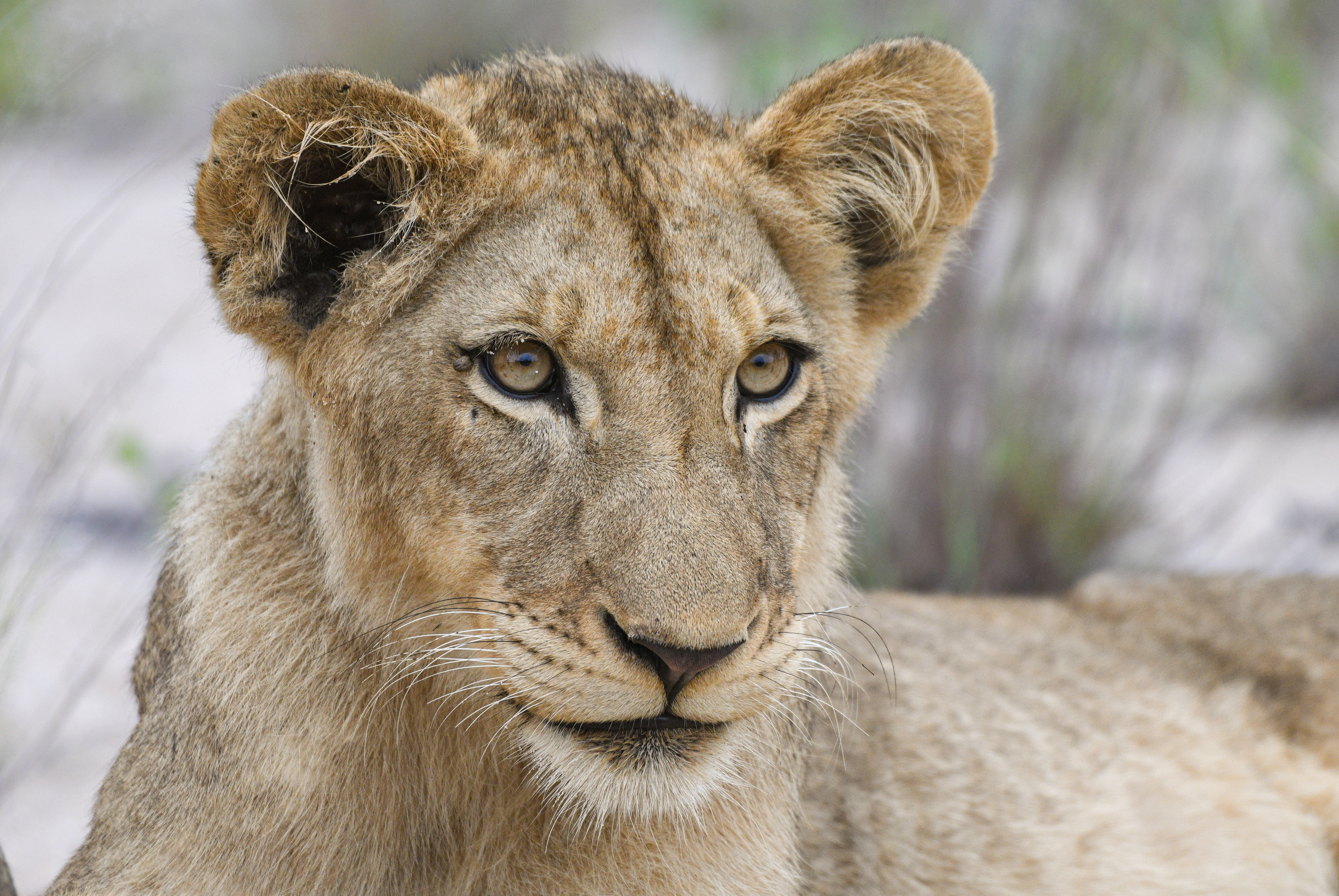 Félelmetes videó: több órán keresztül üldöztek egy szökött oroszlánt - A vadállat még egy házba is betévedt