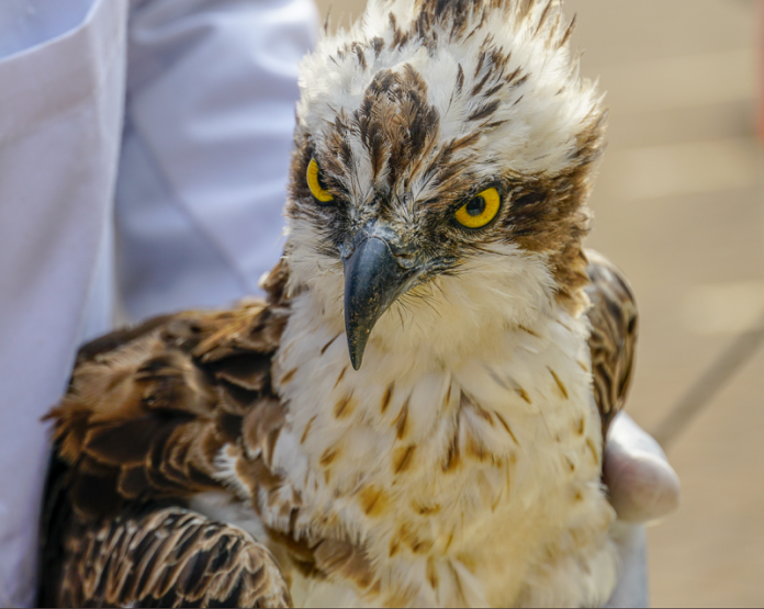 The Osprey bird that was  fished out of the waters of Lake Kanyaboli in Siaya County. (KBC)