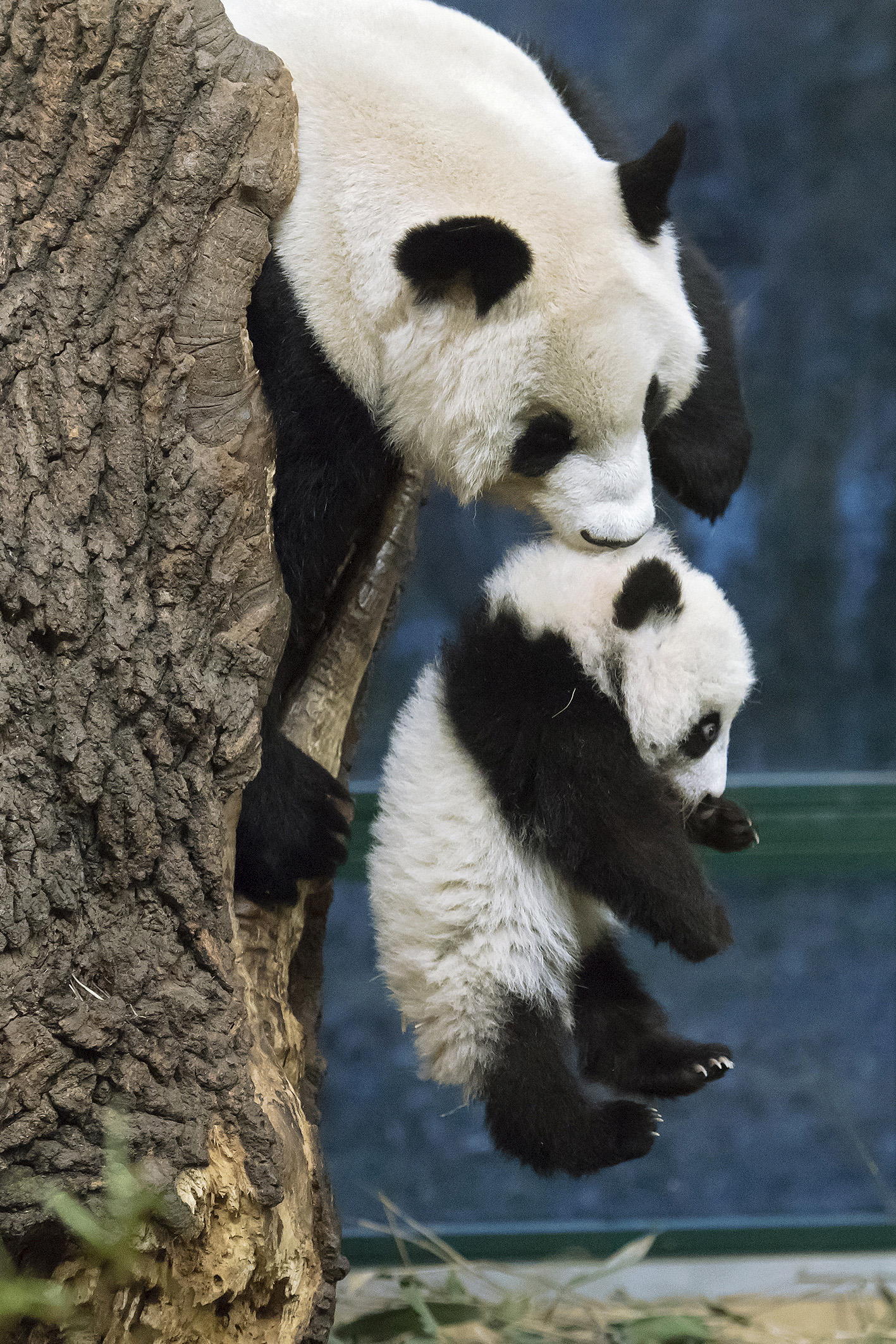 5 hónaposak a bécsi panda kölykök - Nézze meg Ön is, hogy mókáznak a bocsok  - Blikk