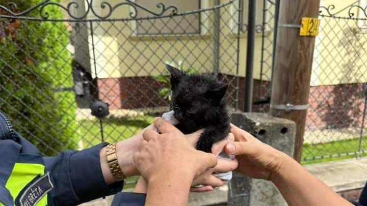 Ereszcsatornába szorult macskát és kútba esett kutyát mentettek a veszprémi tűzoltók - fotókon az akció