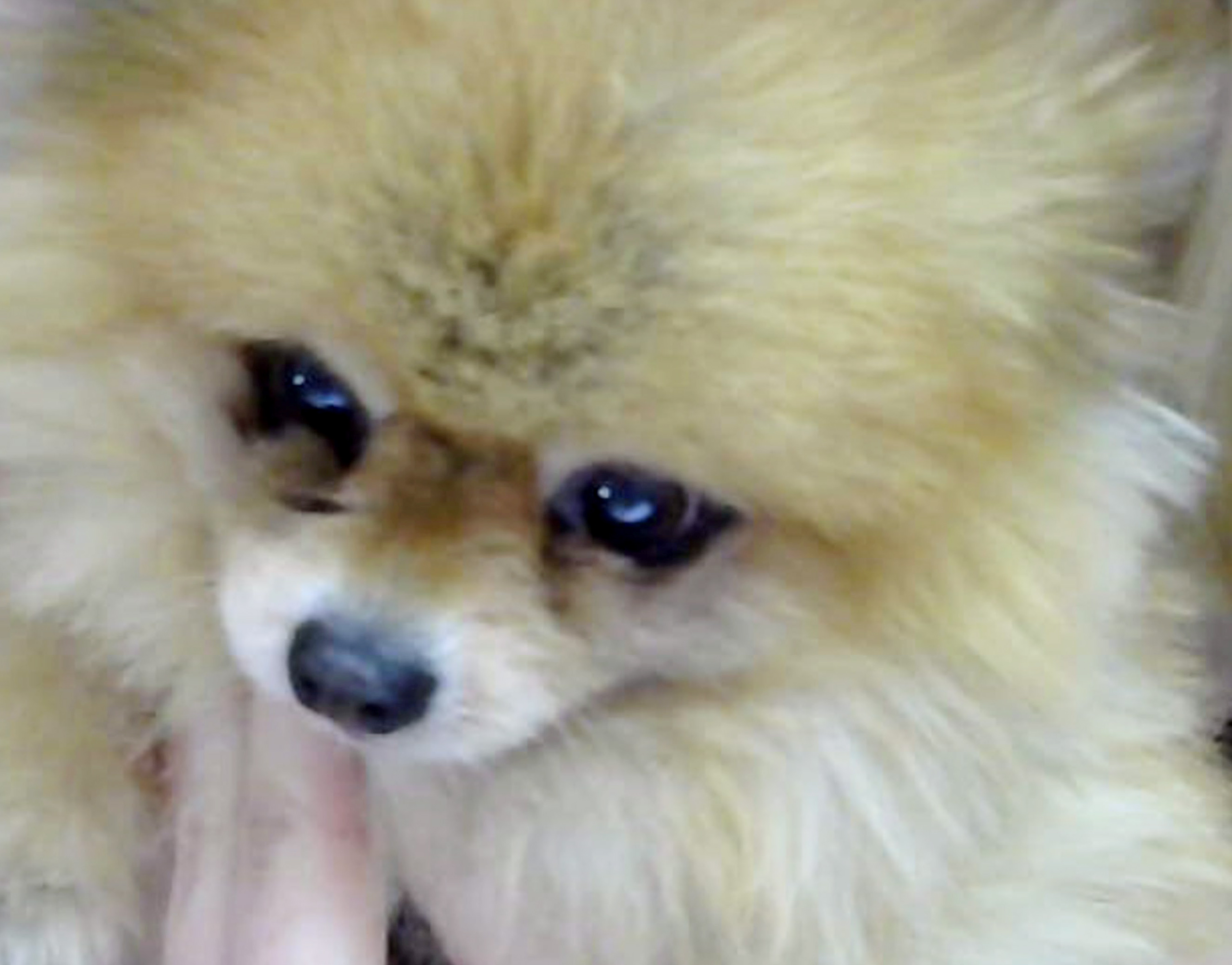 Gyász: meghalt Boo, a világ legaranyosabbnak tartott kutyája - Blikk