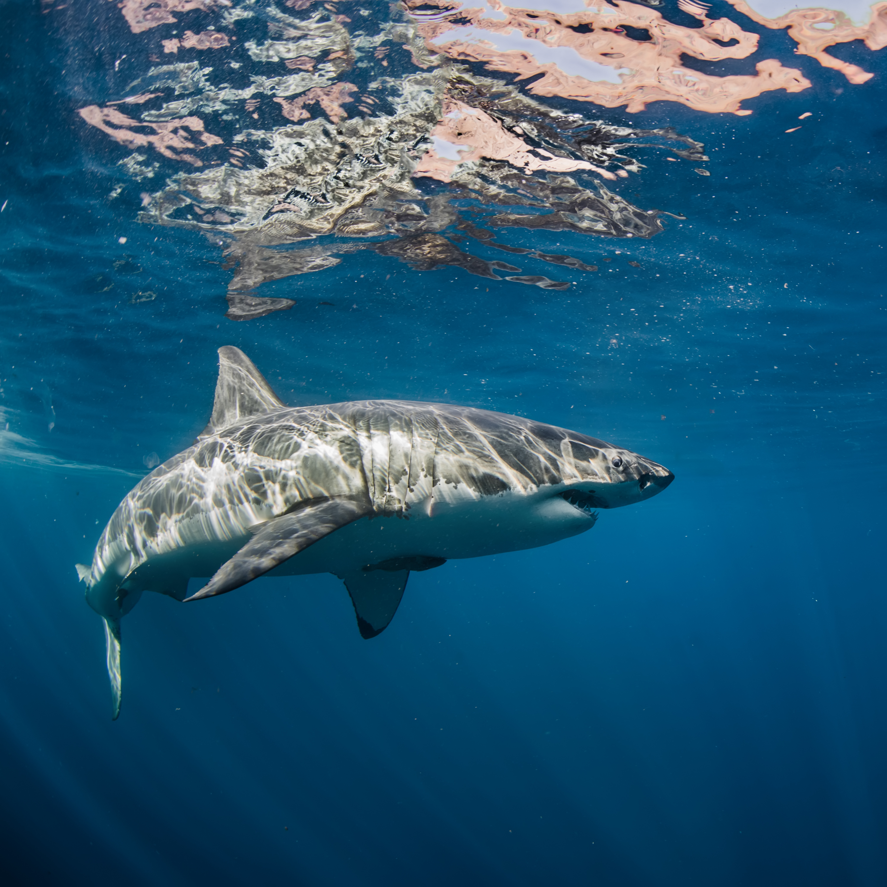 Félelmetes videó: Szörfös mellett ugrott ki a vízből a cápa - Blikk