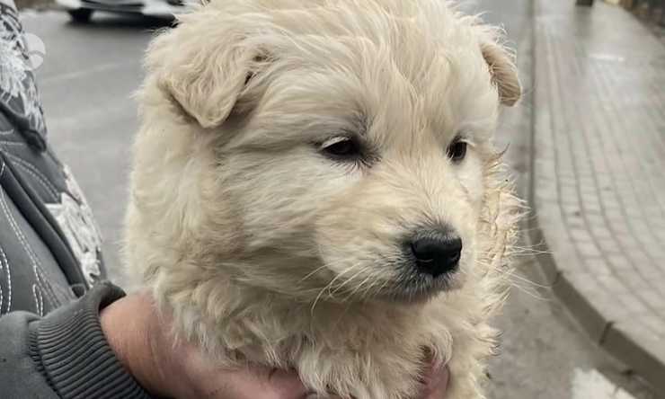 Az emberiség megérett a pusztulásra: Szexuális segédeszközként használtak egy kiskutyát Osztrópatakon, már nézik a térfigyelő kamerákat - videó (18+)