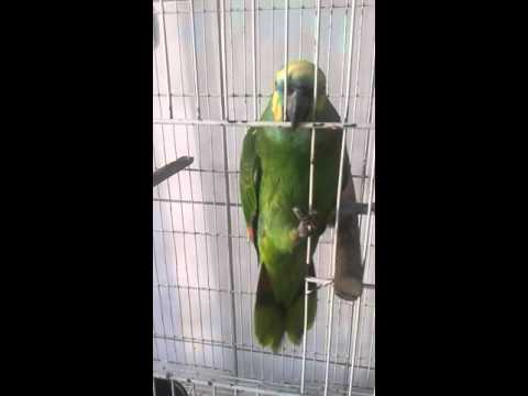 Papagaj koji peva Rijanine hitove