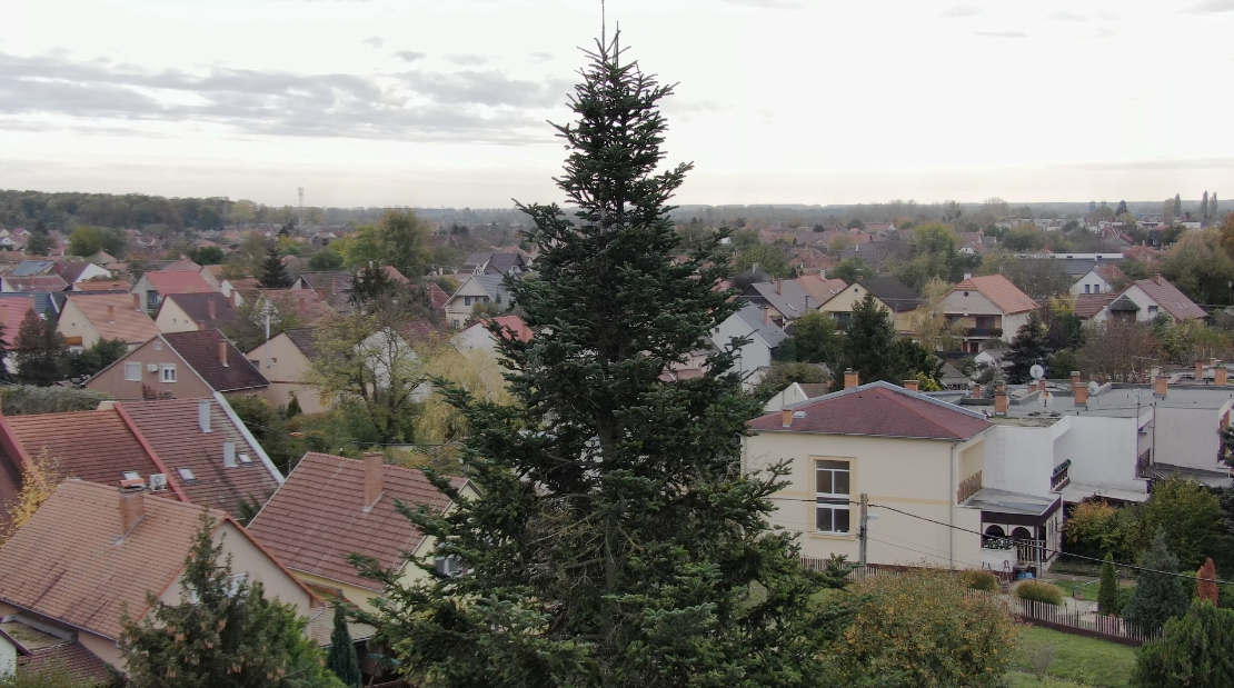 Már ki is választották az ország karácsonyfáját