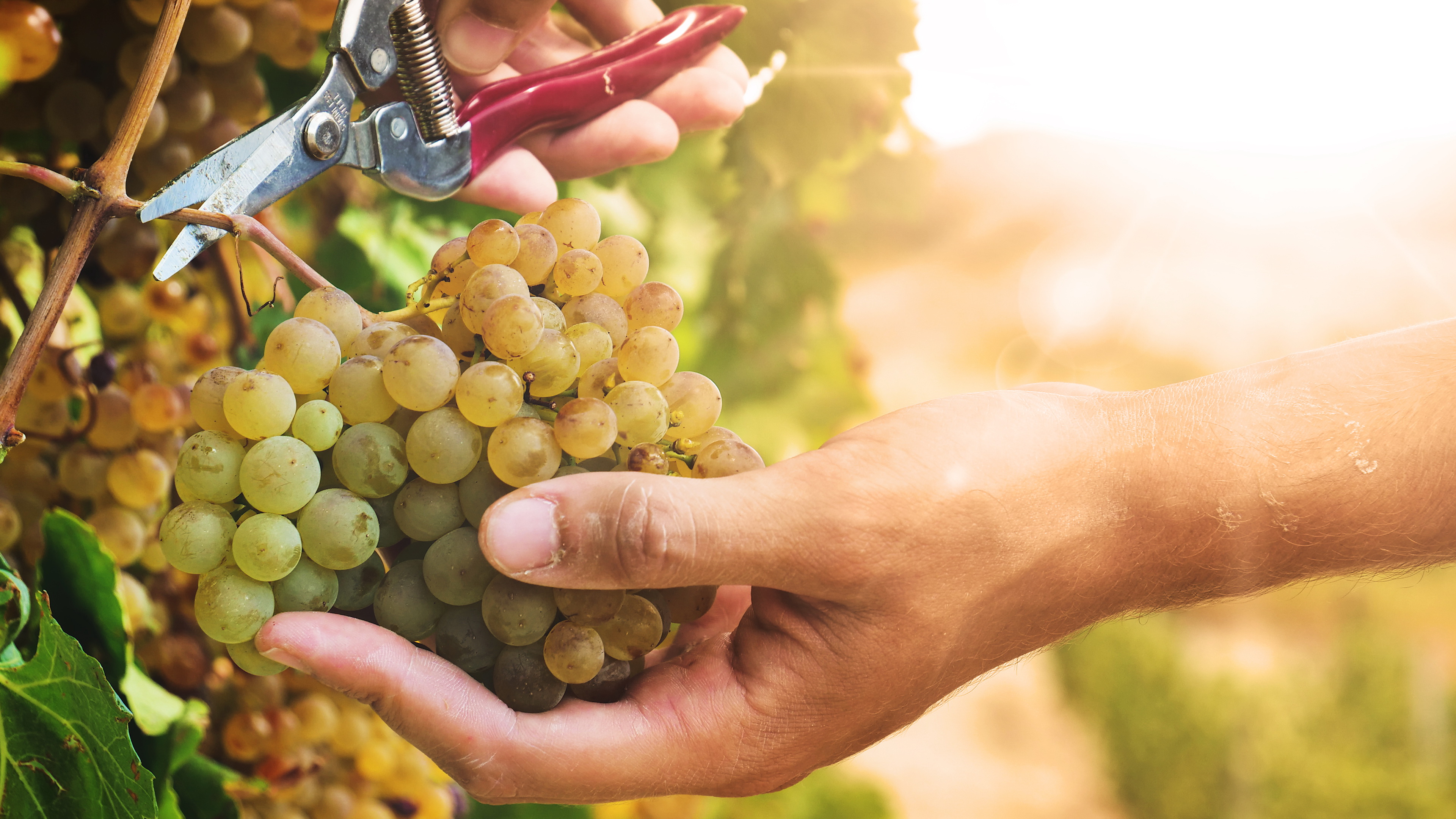 Új borfajta született! A napokban mutatták be a 42 éve készülő új rizling-hibridet