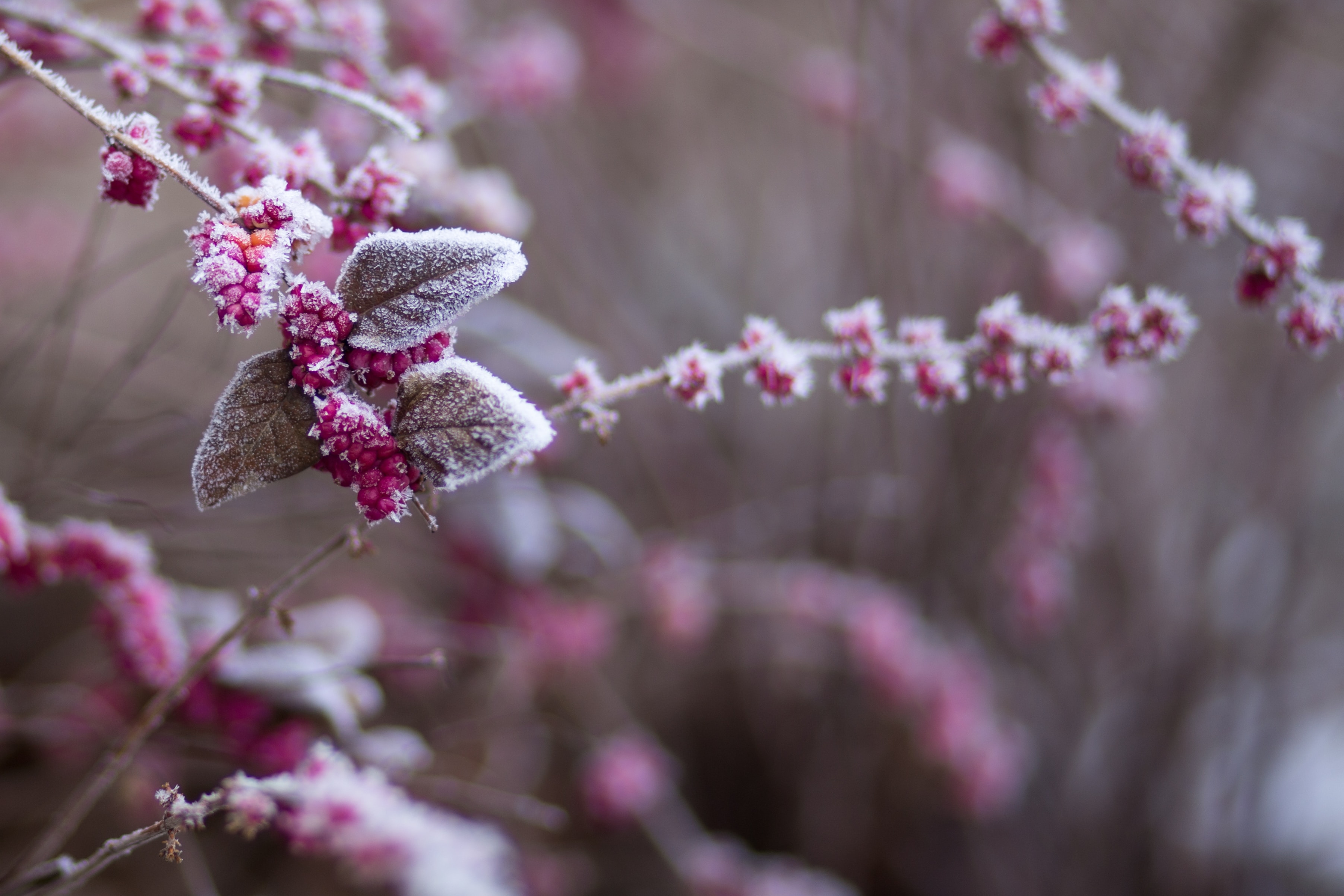Veszélybe került a tavasz a fagy miatt: letarolja a kerteket a hideg - Blikk