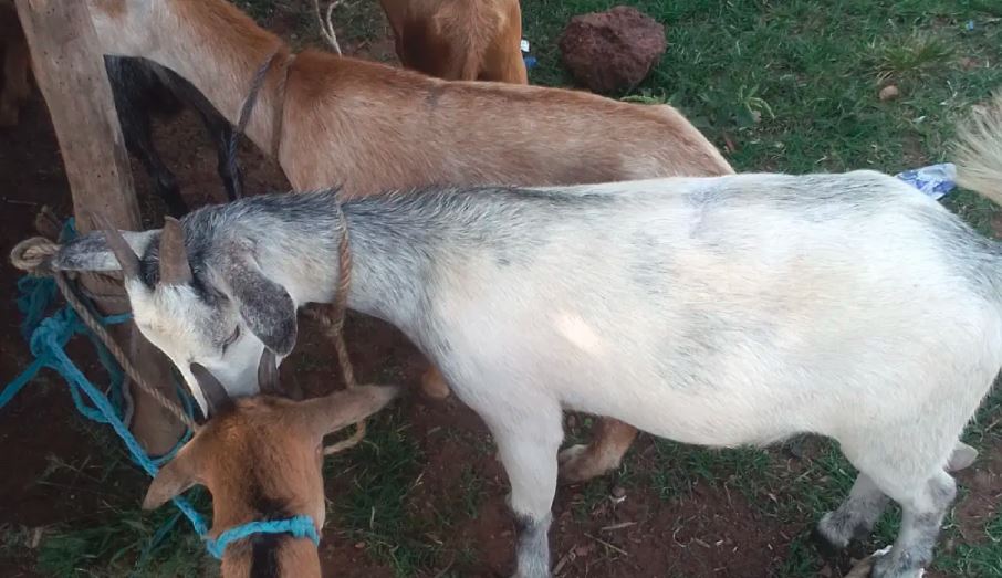 Court sentences 2 farmers to 8 years imprisonment for stealing goats