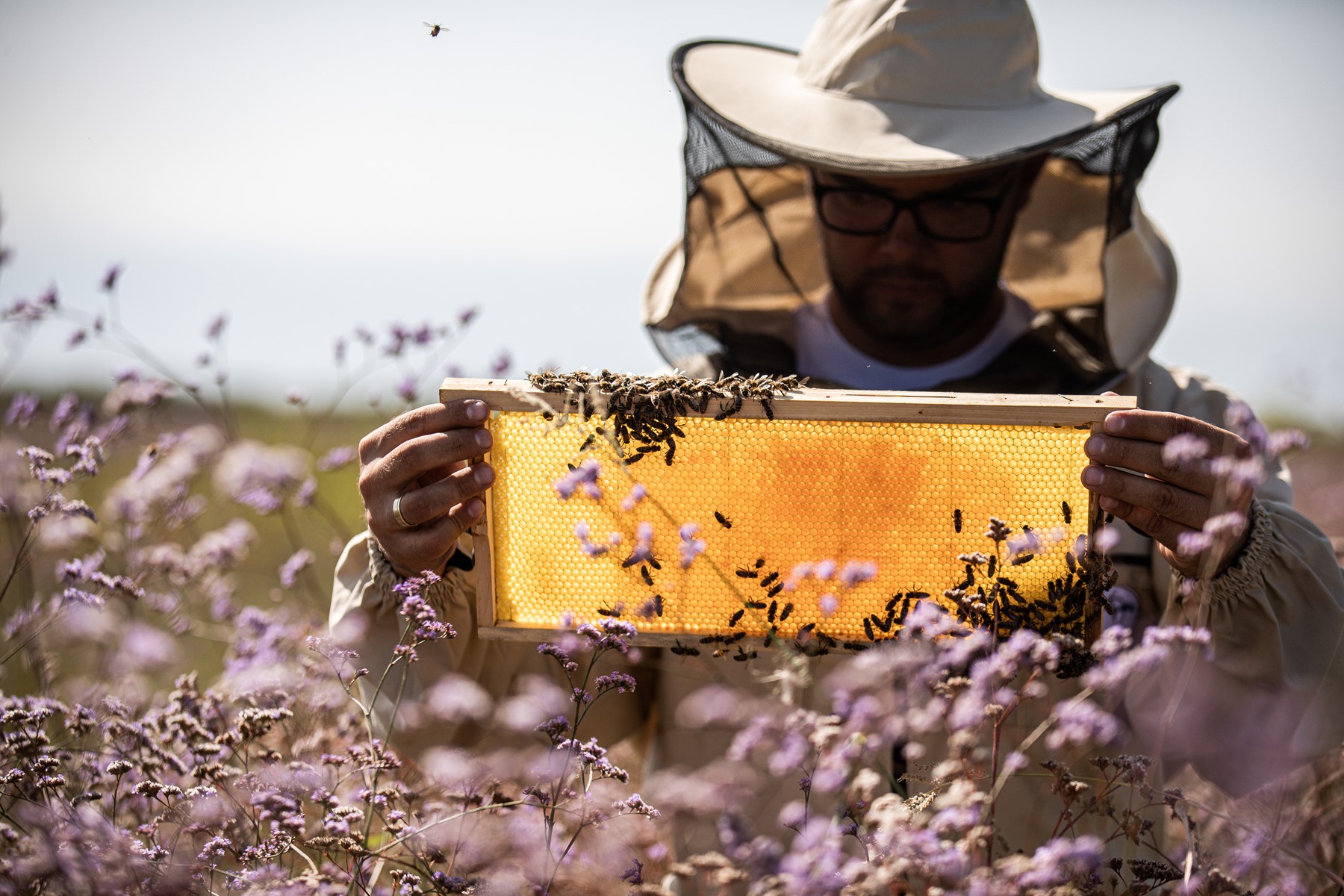Segítsük a méhek munkáját idén is: ma van a beporzók napja