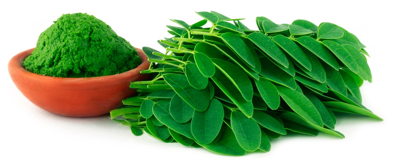 Liście moringa