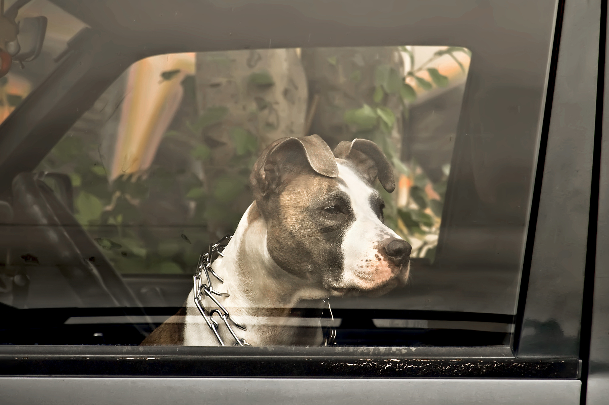 Állatkínzás miatt indul eljárás a sofőrök ellen, akik a nyári hőségben a  kocsiban hagyják a kutyájukat - Blikk