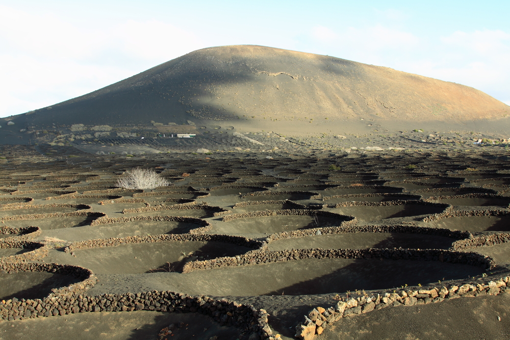 Lanzarote pełne jest przepięknych wulkanicznych krajobrazów, a jednym z nich jest fantastyczny La Geria. Miejsce powstało w wyniku erupcji wulkanu Timanfaya w XVIII wieku, kiedy pył wulkaniczny oraz lawa pokryły cały obszar czarną warstwą. Jednak mieszkańcy obrócili to zjawisko na swoją korzyść – wykorzystali lawę jako miejsce do uprawy drzew figowych, winorośli oraz drzewek owocowych. Gdzieniegdzie wykopane zostały doły w pyle wulkanicznym, dzięki czemu posadzone w nich rośliny zyskały dostęp do znajdującej się pod spodem ziemi. Okazało się, że warstwa pyłu wulkanicznego przysypanego na posadzonych roślinach ma działanie ochronne – w ciągu dnia ochrania przed intensywnymi promieniami słońca, nocą zaś dostarcza wilgoci. Dzięki temu na la Geria z powodzeniem hoduje się owoce jak arbuzy czy melony oraz wiele warzyw jak ziemniaki, kukurydza czy pomidory. Prawdziwym sukcesem są ogromne uprawy winorośli – być może kojarzycie wino jakie tu powstaje: Malvasia.
