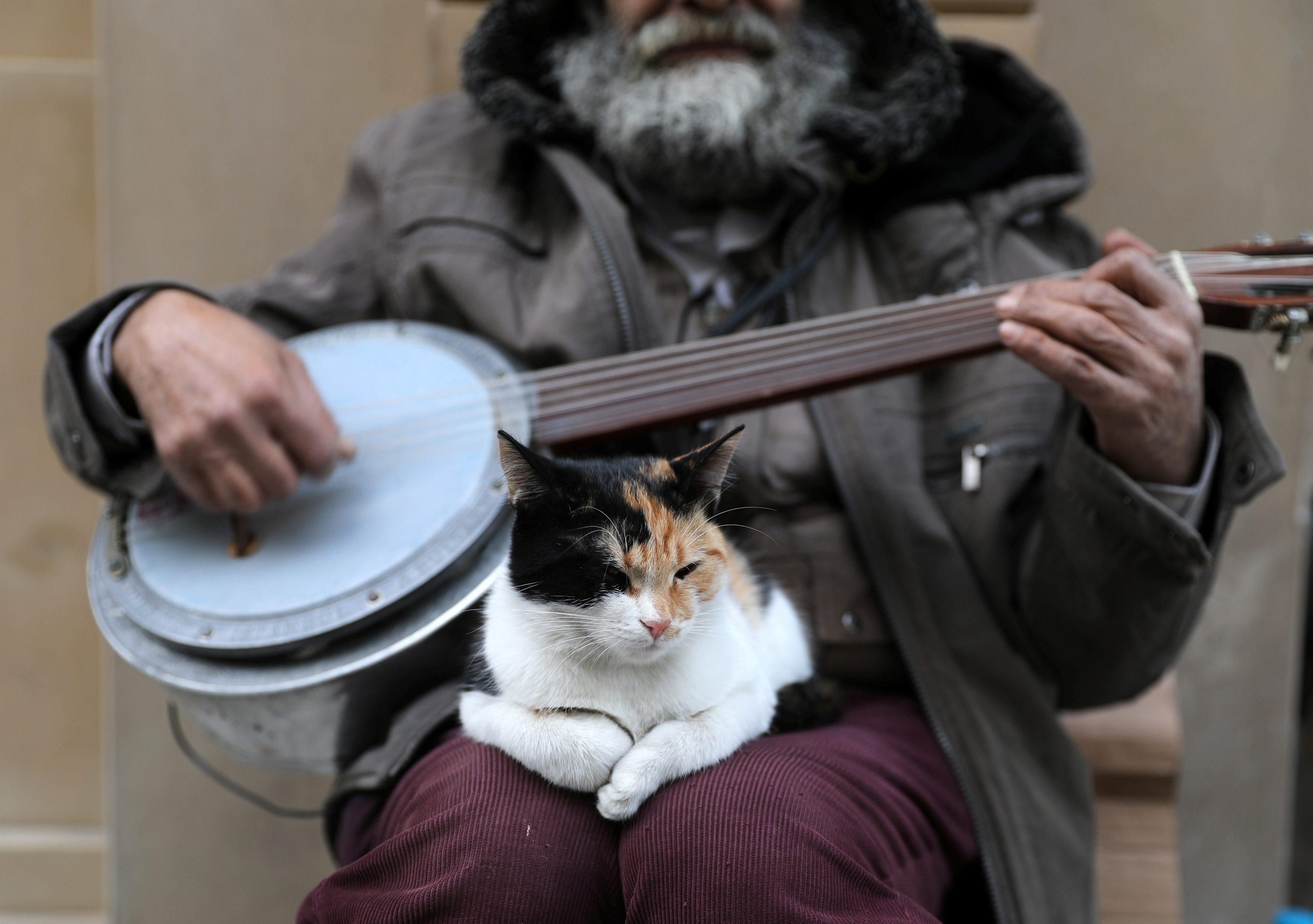 The Wider Image: Istanbul: city of cats